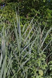 Attēlu rezultāti vaicājumam “Phragmites communis fruit”