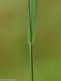 Attēlu rezultāti vaicājumam “Trisetum flavescens”