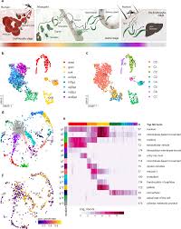 Attēlu rezultāti vaicājumam “Diderma cingulatum plasmodium”