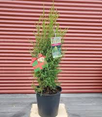 Attēlu rezultāti vaicājumam “Juniperus communis”