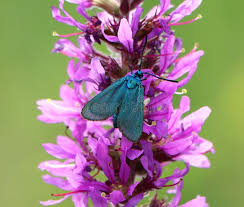 Attēlu rezultāti vaicājumam “Adscita statices”