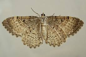 Attēlu rezultāti vaicājumam “Hydria undulata”