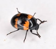 Attēlu rezultāti vaicājumam “Diaperis boleti imago”