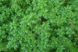 Attēlu rezultāti vaicājumam “Hottonia palustris”