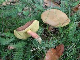 Attēlu rezultāti vaicājumam “Lycogala alisaulianovae sessile”