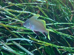 Image result for Sciaena umbra