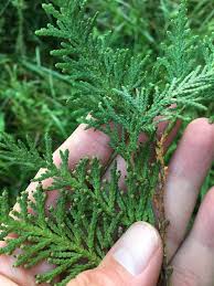 Attēlu rezultāti vaicājumam “Thuja occidentalis”