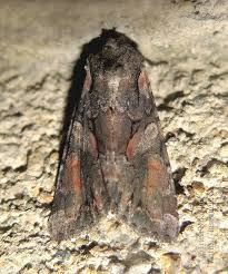 Attēlu rezultāti vaicājumam “Lacanobia contigua imago”