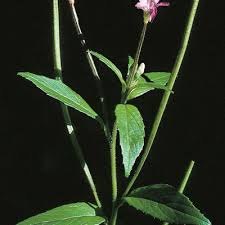 Attēlu rezultāti vaicājumam “Epilobium parviflorum”