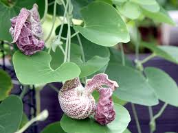 Attēlu rezultāti vaicājumam “Aristolochia durior flower”