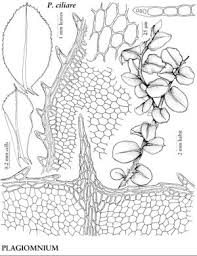 Attēlu rezultāti vaicājumam “Plagiomnium”