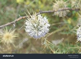 Attēlu rezultāti vaicājumam “Echinops sphaerocephalus leaf”