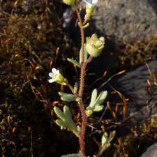 Attēlu rezultāti vaicājumam “Saxifraga tridactylites fruit”