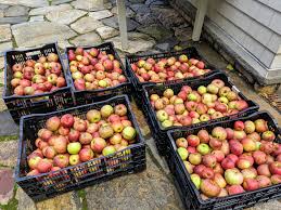 Attēlu rezultāti vaicājumam “Ginkgo biloba fruit”