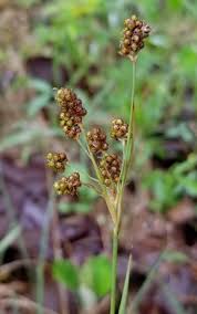 Attēlu rezultāti vaicājumam “Luzula pilosa bud”