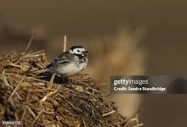 Attēlu rezultāti vaicājumam “Motacilla alba nest”