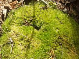 Attēlu rezultāti vaicājumam “Paraleucobryum longifolium”