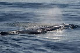 Image result for Physeter macrocephalus