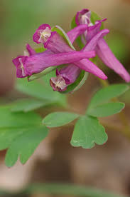 Attēlu rezultāti vaicājumam “Corydalis intermedia flower”