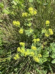 Attēlu rezultāti vaicājumam “Alchemilla subcrenata”