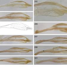 Attēlu rezultāti vaicājumam “Euura brevicornis”