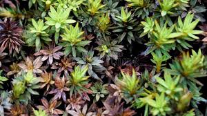 Attēlu rezultāti vaicājumam “Cirriphyllum piliferum”