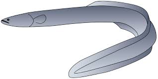 Image result for Anguilla rostrata