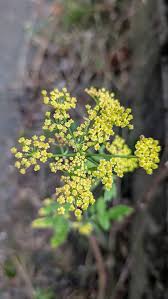 Attēlu rezultāti vaicājumam “Pastinaca sativa subsp. sylvestris flower”