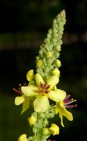 Attēlu rezultāti vaicājumam “Verbascum nigrum flower”