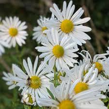 Image result for Leucanthemella serotina