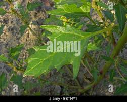 Attēlu rezultāti vaicājumam “Chenopodium rubrum leaf”