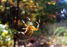 Attēlu rezultāti vaicājumam “Araneidae”
