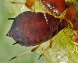 Attēlu rezultāti vaicājumam “Aphelia viburniana”