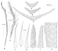 Attēlu rezultāti vaicājumam “Dicranella staphylina cells”