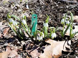 Attēlu rezultāti vaicājumam “Galanthus nivalis fruit”