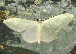 Attēlu rezultāti vaicājumam “Idaea straminata”