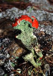Attēlu rezultāti vaicājumam “Cladonia coccifera”