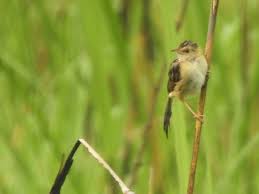 Image result for Cisticola juncidis