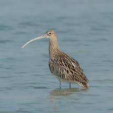 Attēlu rezultāti vaicājumam “Numenius arquata adult”