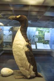 Image result for Pinguinus impennis