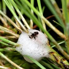 Attēlu rezultāti vaicājumam “Aphrophora nymph”