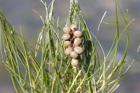 Attēlu rezultāti vaicājumam “Potamogeton trichoides”