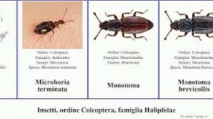 Attēlu rezultāti vaicājumam “Tetratoma ancora”