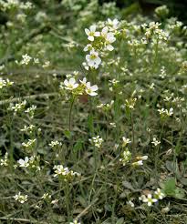 Attēlu rezultāti vaicājumam “Cardaminopsis arenosa bud”