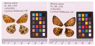 Attēlu rezultāti vaicājumam “Boloria eunomia underside”