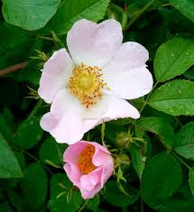 Image result for Rosa canina