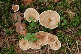 Attēlu rezultāti vaicājumam “Phellodon tomentosus”