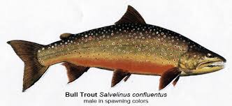 Image result for Salvelinus confluentus