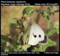Attēlu rezultāti vaicājumam “Pieris brassicae female”