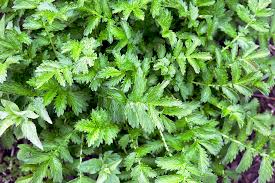 Image result for Agrimonia eupatoria